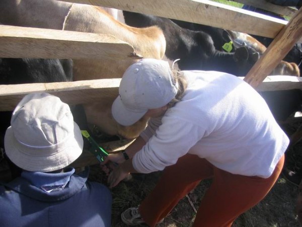 Testing cattle for sleeping sickness